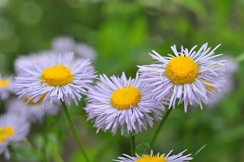 Объектив Гелиос 44М-4 для Micro 4/3 пример фото