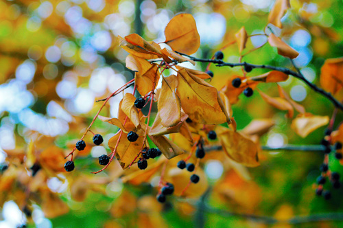 Объектив Индустар-50-2 для Sony Alpha пример фото